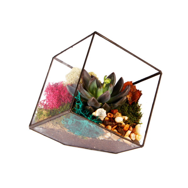 Флорариум куб с суккулентом