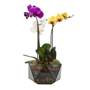 Флорариум усеченный икосаэдр орхидея