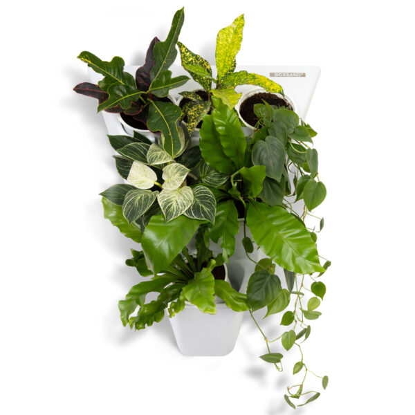 Фитомодуль «BOXSAND DELTA» (52*67 см) на 6 растений, белый