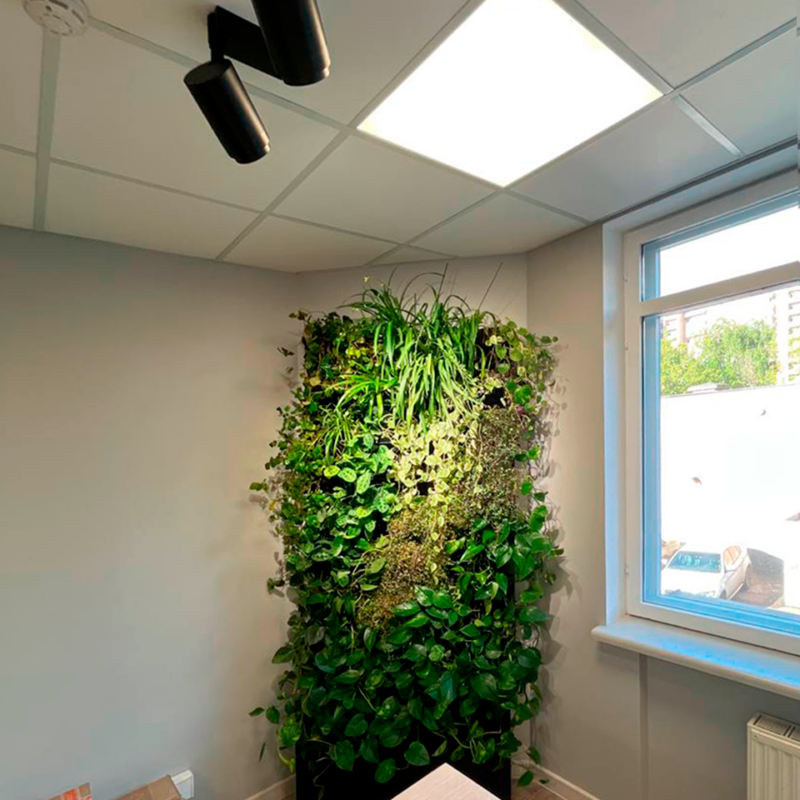 Озеленение офиса мхом и живыми растениями (Boxsand, кашпо)