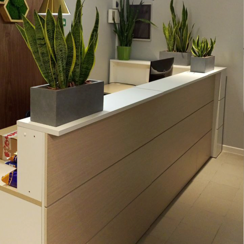 Озеленение офиса мхом и живыми растениями (Boxsand, кашпо)