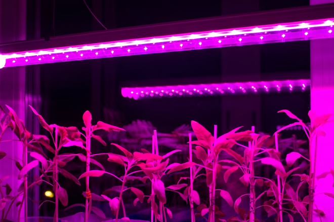 Ультрафиолетовые лампы для растений