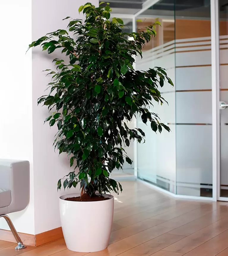 растения для офиса фикус
