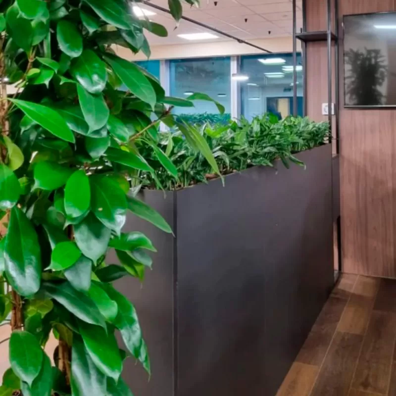 озеленение офиса Москва