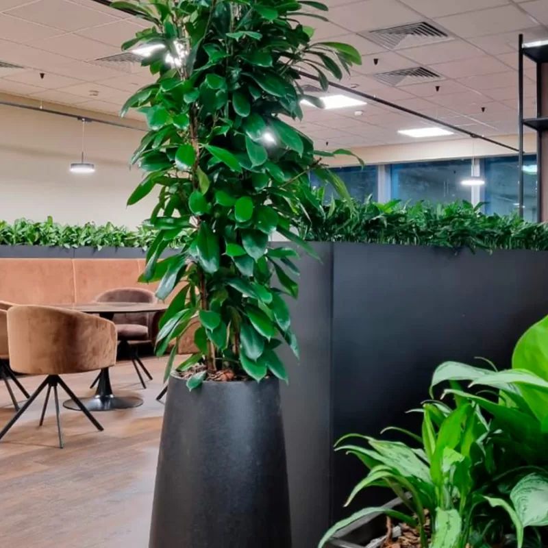 озеленение офиса растениями в кашпо